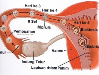 /album/infertil-batab-kehamilan-ibk-/img-0001-new-jpg/
